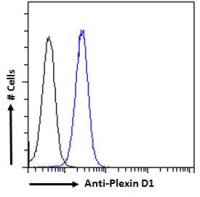 Plexin D1 antibody, Internal