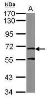 Mre11 antibody [C1C3]