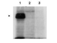 Mlf1 Interacting Protein antibody