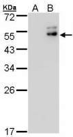 DPF2 antibody