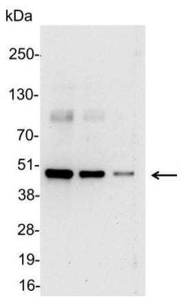 T7 tag antibody (HRP)