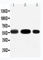 EAAT3 antibody