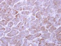 ARL1 antibody