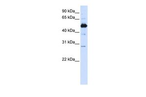 FAM134B antibody, Internal