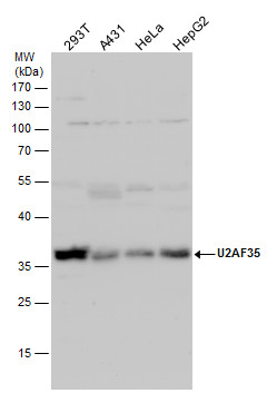 U2AF35 antibody