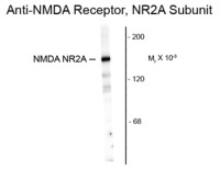 NMDAR2A antibody, N-Term