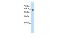 CD299 antibody, N-term