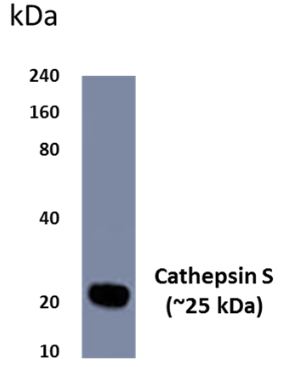 Cathepsin S antibody [20B1]