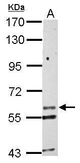 KCNG1 antibody