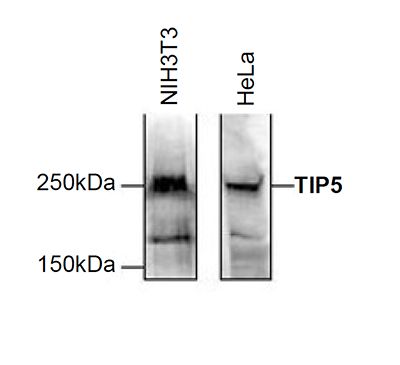 TIP-5 antibody - ChIP grade