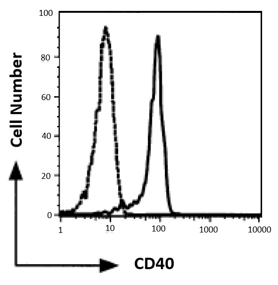 CD40 antibody [5C3]
