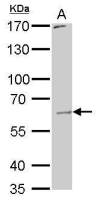 PAK1 antibody