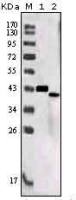 SorLA antibody [7D7B11]
