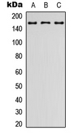 Latrophilin 2 antibody