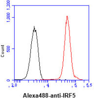 IRF5 antibody [10T1]