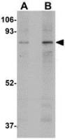 MAK10 antibody