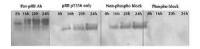 Rb (phospho Thr356) antibody