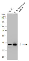 FPRL1 antibody