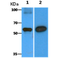 Beclin 1 antibody [AT45E8]