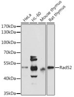 Rad52 antibody