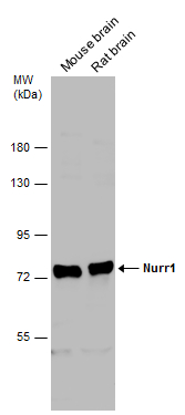 Nurr1 antibody