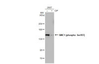 SMC1 (phospho Ser957) antibody [GT1321]