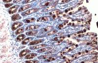 MUC2 antibody [C3], C-term