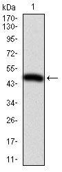 Integrin beta 1 / CD29 antibody [3B6B2]
