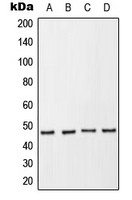 NCF1 (phospho Ser370) antibody