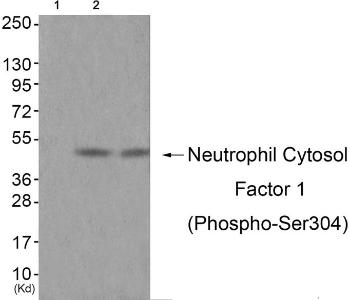 NCF1 (phospho Ser304) antibody