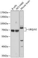 UBQLN2 antibody
