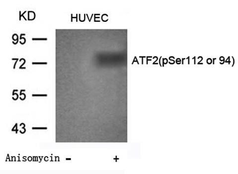 ATF2 (phospho Ser112) antibody
