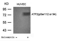 ATF2 (phospho Ser112) antibody