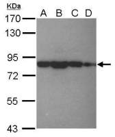 eIF4B antibody [N1N2], N-term