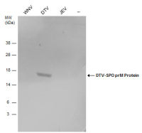 Powassan virus prM protein antibody