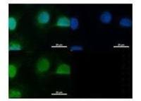 SUN1 antibody, N-term