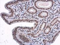 E2F1 antibody [16G7]