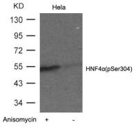 HNF4 alpha (phospho Ser304) antibody