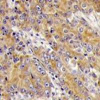 Myosin 1C antibody, C-term