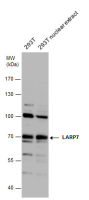 LARP7 antibody