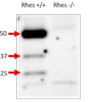 RASD2 antibody