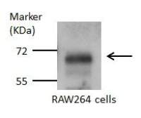 Glutaminase antibody [C1C3]