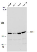 RFC1 antibody
