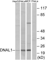 DNAL1 antibody