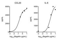 Salmonella typhimurium Flagellin protein (active)