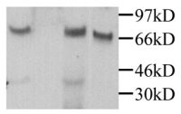 MPEG1 antibody