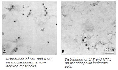 NTAL antibody [PAb (487)]