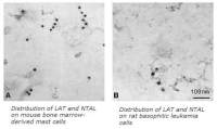 NTAL antibody [PAb (487)]