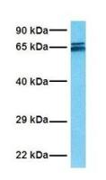 TAF15 antibody, N-term