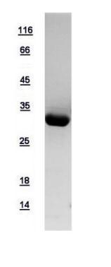 Human 14-3-3 epsilon protein, His tag